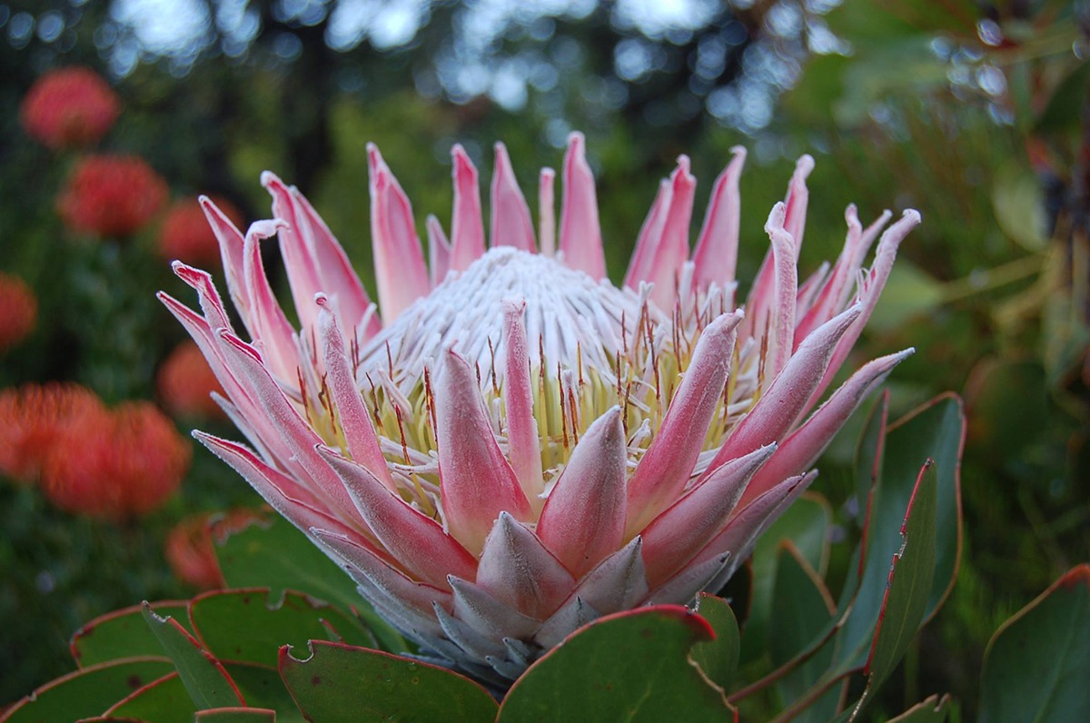 Protea